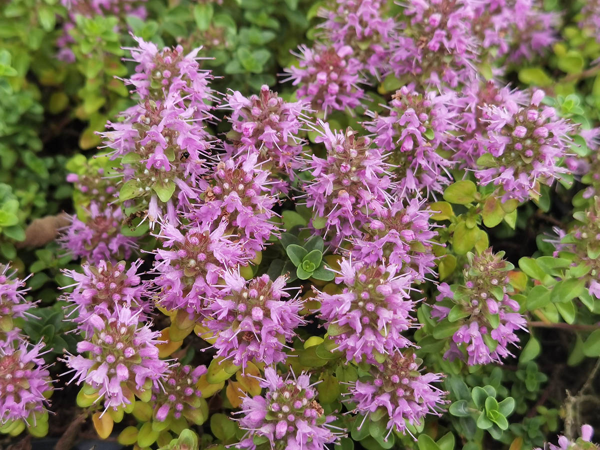 Thymus comosus